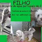 FILHO Sevilla