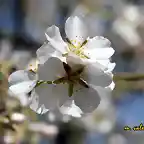 20, almendro 5, marca