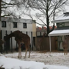 Amsterdam 29-12-2010 402