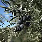 rama de oliva