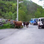 Estampida!!!!!!!!!
