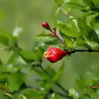 11, flor del granado, marca