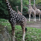 Zoos Duisburg y Krefeld 02-10-09 017