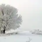 arbol nieve