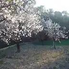 Almendros florecidos