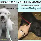 cachorros Asturias