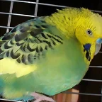 Pablo 22/10(2)