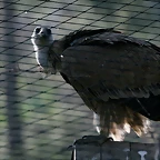 Zoo de Barcelona 07-04-11 692