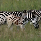 Rietvlei Nature Reserve 7-02-09 432