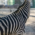 Zoo de Barcelona 07-04-11 229