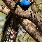 Zoo de Barcelona 07-04-11 121