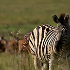 Rietvlei Nature Reserve 7-02-09 367