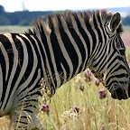 Rietvlei Nature Reserve 7-02-09 265