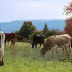 17, vacas pastando, marca