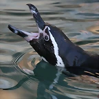 Boumort i Zoo de Barcelona 23-10-10 194