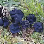 Helvella-juniperi13_El-Rasillo_P-sylvestris