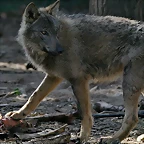 Zoo de Barcelona 23-03-11 545