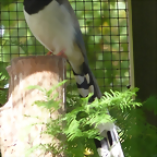 Urocissa erythrorhyncha (21-9-18 Best zoo)
