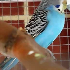 piruleta