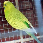 rikky