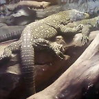 Varanus salvadorii