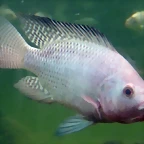 Oreochromis niloticus (22-7-17 Faunia)