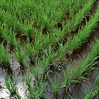 Farm_1020