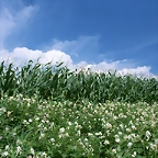 Farm_1014