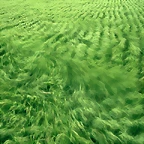 Farm_1019