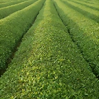Farm_2004