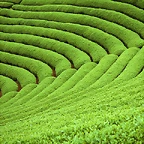 Farm_2003