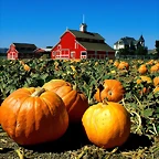 Faulkner Farm, Santa Paula, California