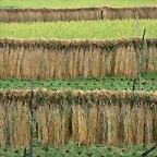 Farm_2020