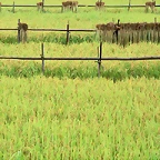 Farm_2019