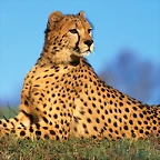 Fast Predator, Cheetah