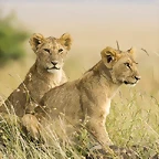 Female Lion Cubs,  Masai Mara, Kenya, Africa