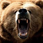 Feeling Grizzly