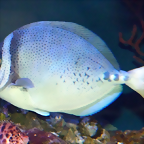 Prionurus laticlavius 2 (23-7-19 New England aquarium)