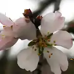 12, flor de almendro 1, marca