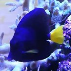 Zebrasoma xanthurum 2 (16-11-16 AquariaVirtual)