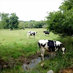 DSCN4393