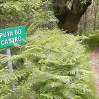 Puta do castro