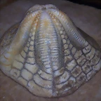 cl3