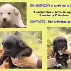 5 cachorritos x de aguas MARBELLA