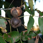 Carya