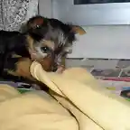 cachorrito