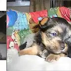 Atila cachorrito