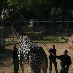 Zoo de Barcelona 28-11-2010 517
