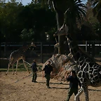 Zoo de Barcelona 28-11-2010 512