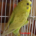 Rikky 2
